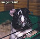 Photo de Cochon d Inde One