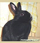 Photo de Lapin Onyx