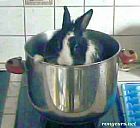 Photo de Lapin Opale