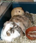 Photo de Nouveautes 	Oreillon Et Blondie	