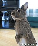 Photo de Nouveautes 	Oscar	