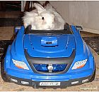 Photo de Lapin Oscar