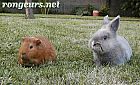 Portrait de Pacha Et Caramel
