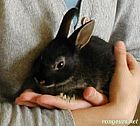 Photo de Lapin Pampan