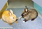Photo de Vos Preferes Maya & Pamplemousse