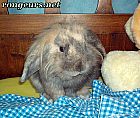 Photo de Nouveautes 	Panpan	