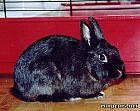 Portrait de 	Panpan	