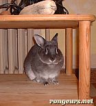 Photo de Lapin 	Panpan	