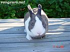 Photo de Lapin Peanut