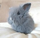 Photo de Vos Preferes 	Peneloppe	