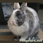 Photo de Lapin Pepette
