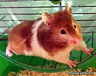 Portrait de 	Piggy	