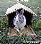 Photo de Lapin Pin Pin