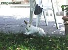 Photo de Lapin 	Pipin	