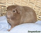 Portrait de 	Pitchou	