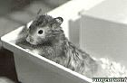 Photo de Hamster Poil