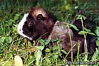 Photo de Cochon d Inde 	Pollux	