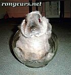 Photo de Lapin 	Polux	