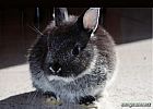 Photo de Lapin Pompon