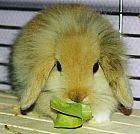 Photo de Vos Preferes 	Ponpon	