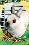 Photo de Lapin 	Ponpon	