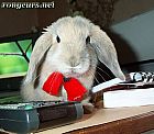 Photo de Lapin 	Pookie	