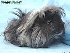 Photo de Cochon d Inde 	Poto	