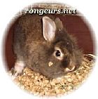 Photo de Lapin Poucelina