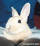 Photo de Lapin Praline