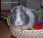 Portrait de 	Princesse	