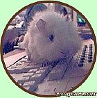 Photo de Cochon d Inde Princesse Dark Moole