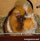 Photo de Cochon d Inde Punk