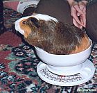 Photo de Cochon d Inde Quenotte