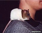 Photo de Rat Ragaton