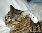 Portrait de Rat & Chat