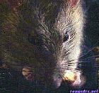 Photo de Nouveautes Ratl