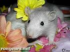 Photo de Nouveautes Ratounet