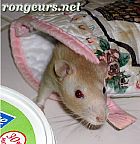Photo de Nouveautes Ratus