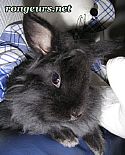 Photo de Lapin 	Reglisse	