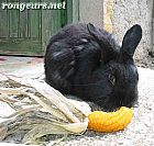 Photo de Lapin 	Reglisse	