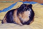 Photo de Cochon d Inde 	Ricky	