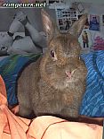Photo de Lapin 	Rocky	