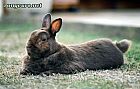 Photo de Lapin Rocky