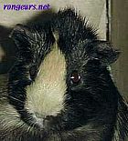 Photo de Cochon d Inde Tipoune