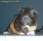 Photo de Cochon d Inde 	Roxie	