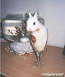 Photo de Lapin Saori