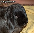 Photo de Lapin 	Satan	