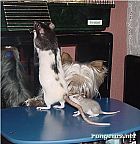 Portrait de Sauve Qui Peu