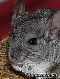 Portrait de 	Serge	