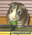 Photo de Cochon d Inde 	Snoopy	